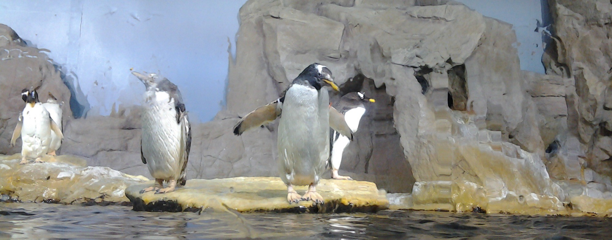 l'acquario divisita all'acquario di genova e la città dei bambini - Pacchetti Soggiorno Acquario Di Genova l'acquario divisita all'acquario di genova e la città dei bambini - Pacchetti Soggiorno Acquario Di Genova